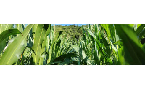 AGRI-REPORTAGE : MAÏS LBS3841